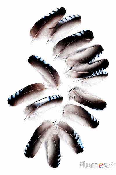 Eichelhäher 2. Wahl - 3-5 cm - blau natur